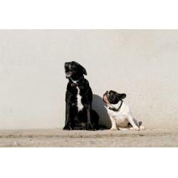 Collier et laisse pour chien Equithème Max