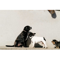 Collier et laisse pour chien Equithème Max Noir