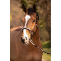 Licol Pénélope Harmonie Marron Licol Pénélope Harmonie Marron