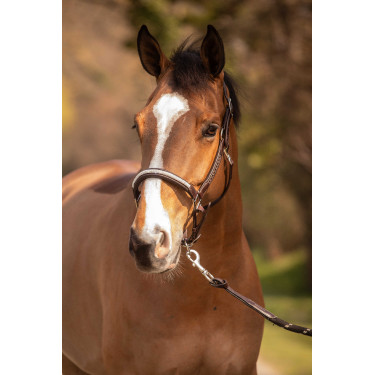 Licol Pénélope Harmonie Marron