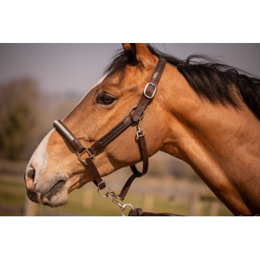 Licol Pénélope Harmonie Marron
