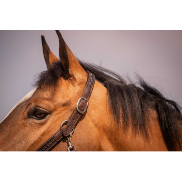 Licol Pénélope Harmonie Marron