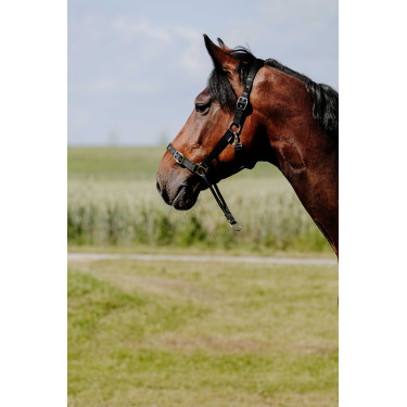 Licol Norton Educatif Noir