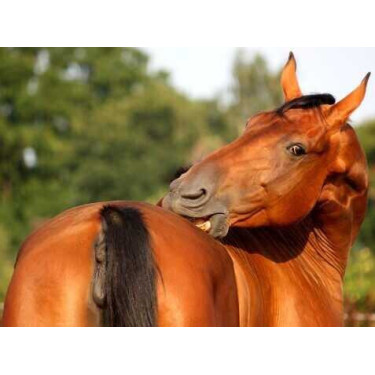 Crème Animaderm Derfen™ Original