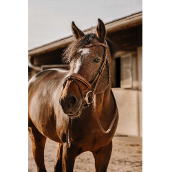 Bridon Eric Thomas Visby Havane Marron