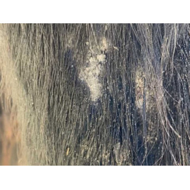 Shampooing Animaderm Tea Tree