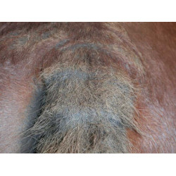 Shampooing Animaderm Tea Tree