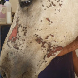 Régénérant Animaderm Cutene Régénérant Animaderm Cutene