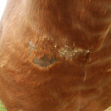 Régénérant Animaderm Cutene Régénérant Animaderm Cutene