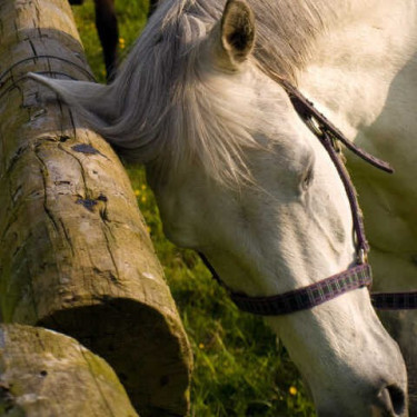 Répulsif Animaderm Derfly