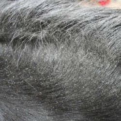 Répulsif Animaderm Derfly