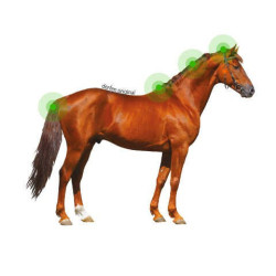 Lotion Animaderm Original