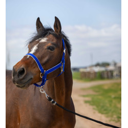 Licol Equithème Nylon light Bleu roi