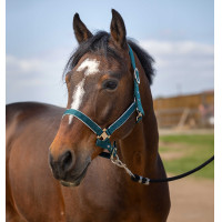 Licol Equithème Nylon light Vert foncé Licol Equithème Nylon light Vert foncé