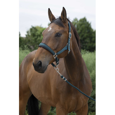 Licol + longe Norton Large Vert foncé