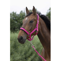 Licol + longe Norton Large Framboise Rouge Licol + longe Norton Large Framboise Rouge