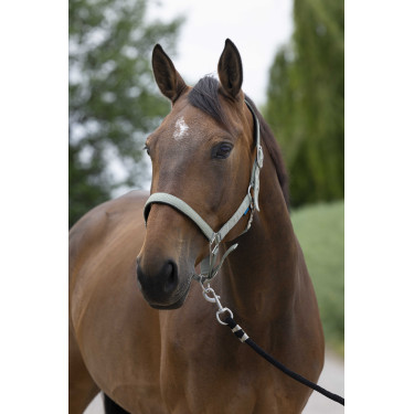 Licol Norton Satine Olive Vert