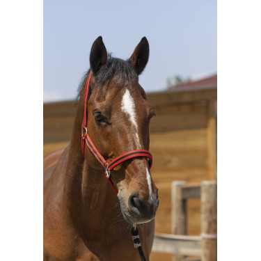 Licol Norton Satine Rouge / noir