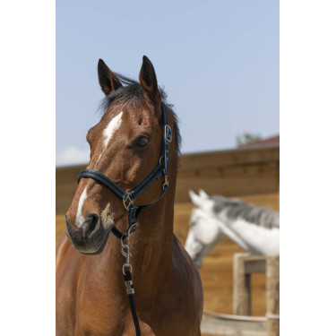 Licol Norton Satine Vert foncé / noir