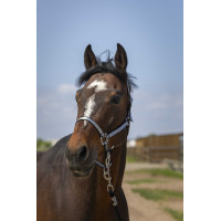 Licol Norton Nylon Soft Noir