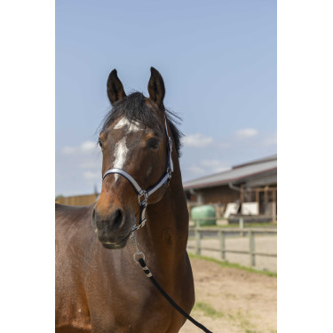 Licol Norton Nylon Soft Bleu marine Licol Norton Nylon Soft Bleu marine