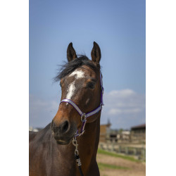 Licol Norton Nylon Soft Prune Violet