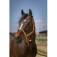 Licol Norton Nylon Soft Orange