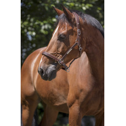 Licol cuir Norton Pro Grooming Havane Marron