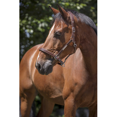 Licol cuir Norton Pro Grooming Havane Marron