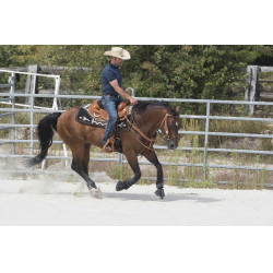 Selle Westride by Franck Perret Aurora Noisette Marron