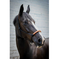 Licol éthologique Pénélope américain