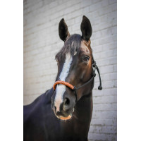 Licol éthologique Pénélope américain