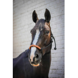 Licol éthologique Pénélope américain Noir Licol éthologique Pénélope américain Noir