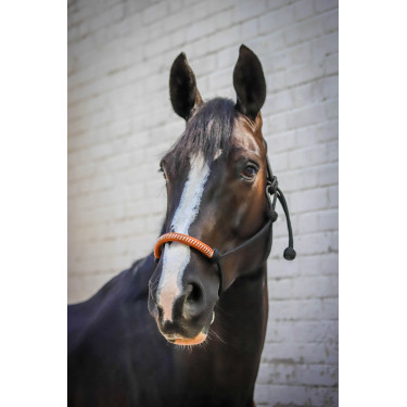 Licol éthologique Pénélope américain Noir Licol éthologique Pénélope américain Noir