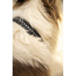Collier pour chien Pénélope Point Sellier