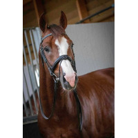 Bridon Pénélope Daily