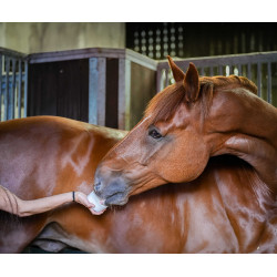 Pierre à lécher Little Likit