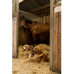 Collier nylon Diego & Louna pour chien