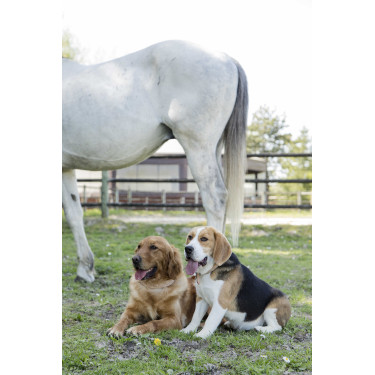 Collier cuir Diego & Louna pour chien Naturel Marron
