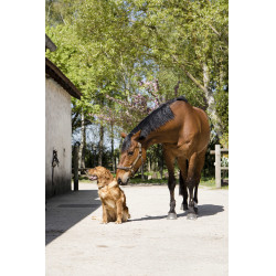 Collier cuir Diego & Louna pour chien Naturel Marron