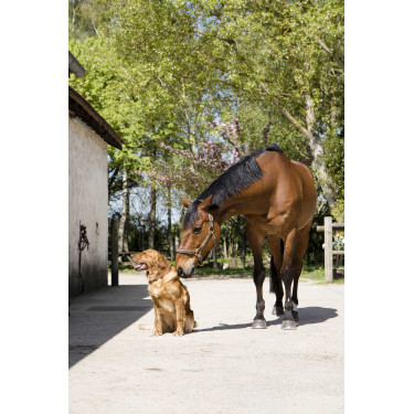 Collier cuir Diego & Louna pour chien Naturel Marron