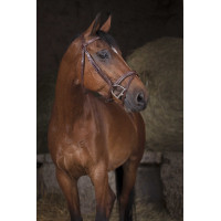 Bridon Norton Pro Combinée Havane Marron