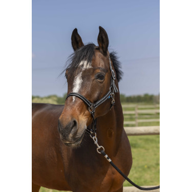 Licol Norton Grooming Noir Licol Norton Grooming Noir