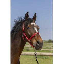Licol Norton Grooming Rouge Licol Norton Grooming Rouge