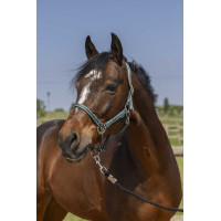 Licol Norton Grooming Vert foncé