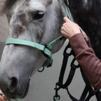 Licol LC Vibes Lami-Cell