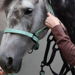 Licol LC Vibes Lami-Cell Olive Vert