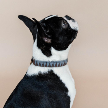 Collier pour chien Triangle Kentucky Marron