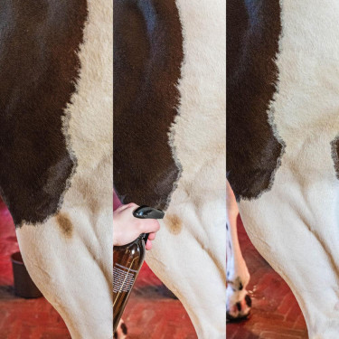 Détachant tâches vertes et poussière Amande Grooming Deluxe by Kentucky