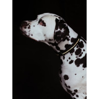 Collier pour chien Equestrian Stockholm strass